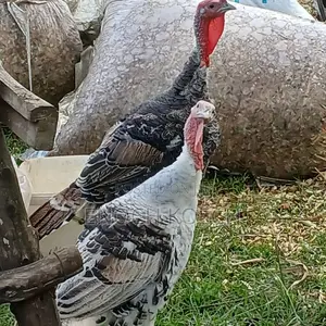 Fresh Live Turkey Birds – Farm Raised, Plump Healthy