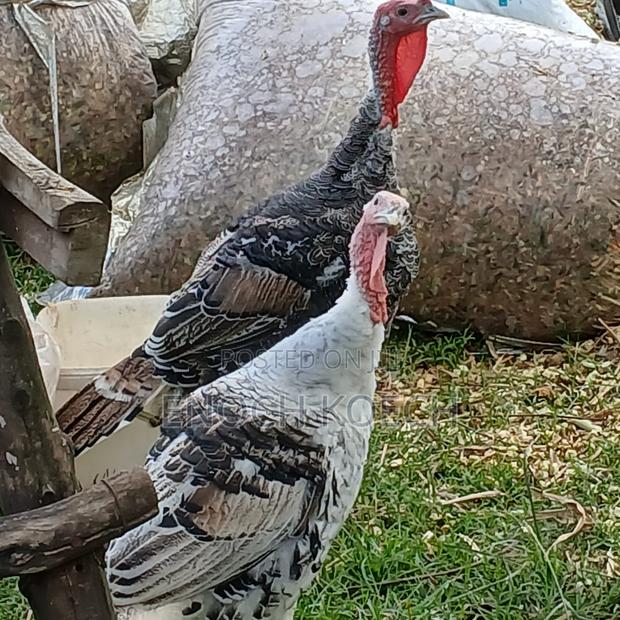 Fresh Live Turkey Birds – Farm Raised, Plump Healthy