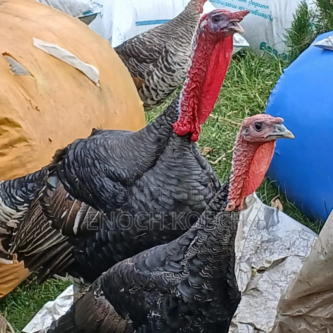 Fresh Live Turkey Birds – Farm Raised, Plump Healthy