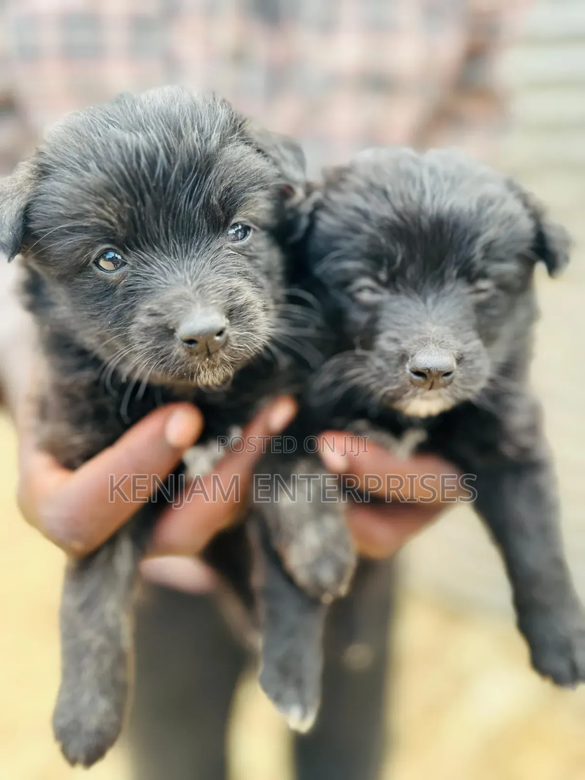 1-3 months Male Purebred Havanese