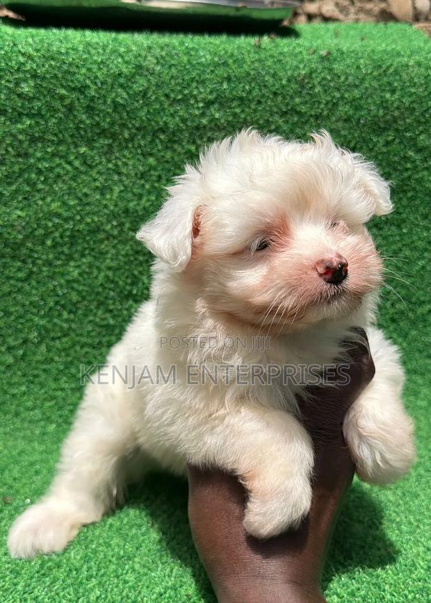 1-3 months Male Purebred Havanese