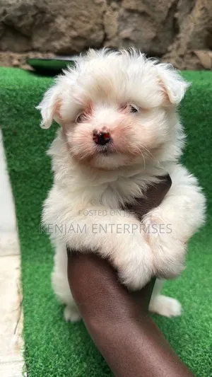 1-3 months Male Purebred Havanese