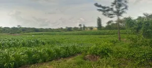 40 Acre Fronting River and Tarmac Road Nanyuki Lamuria