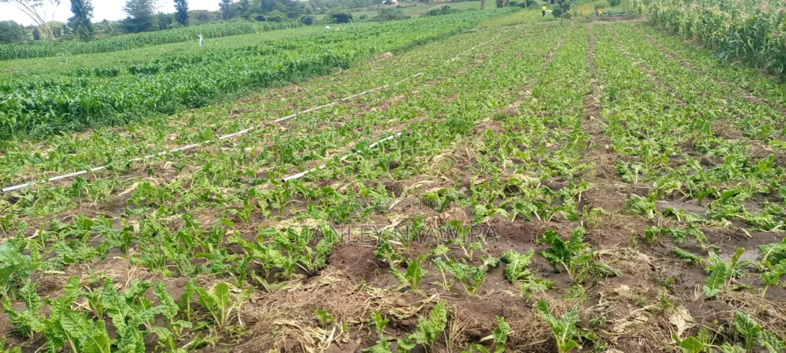 40 Acre Fronting River and Tarmac Road Nanyuki Lamuria