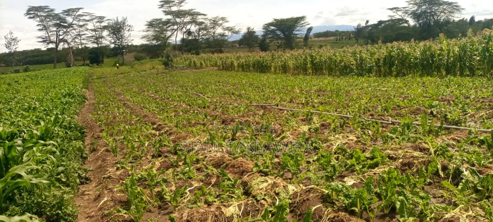40 Acre Fronting River and Tarmac Road Nanyuki Lamuria