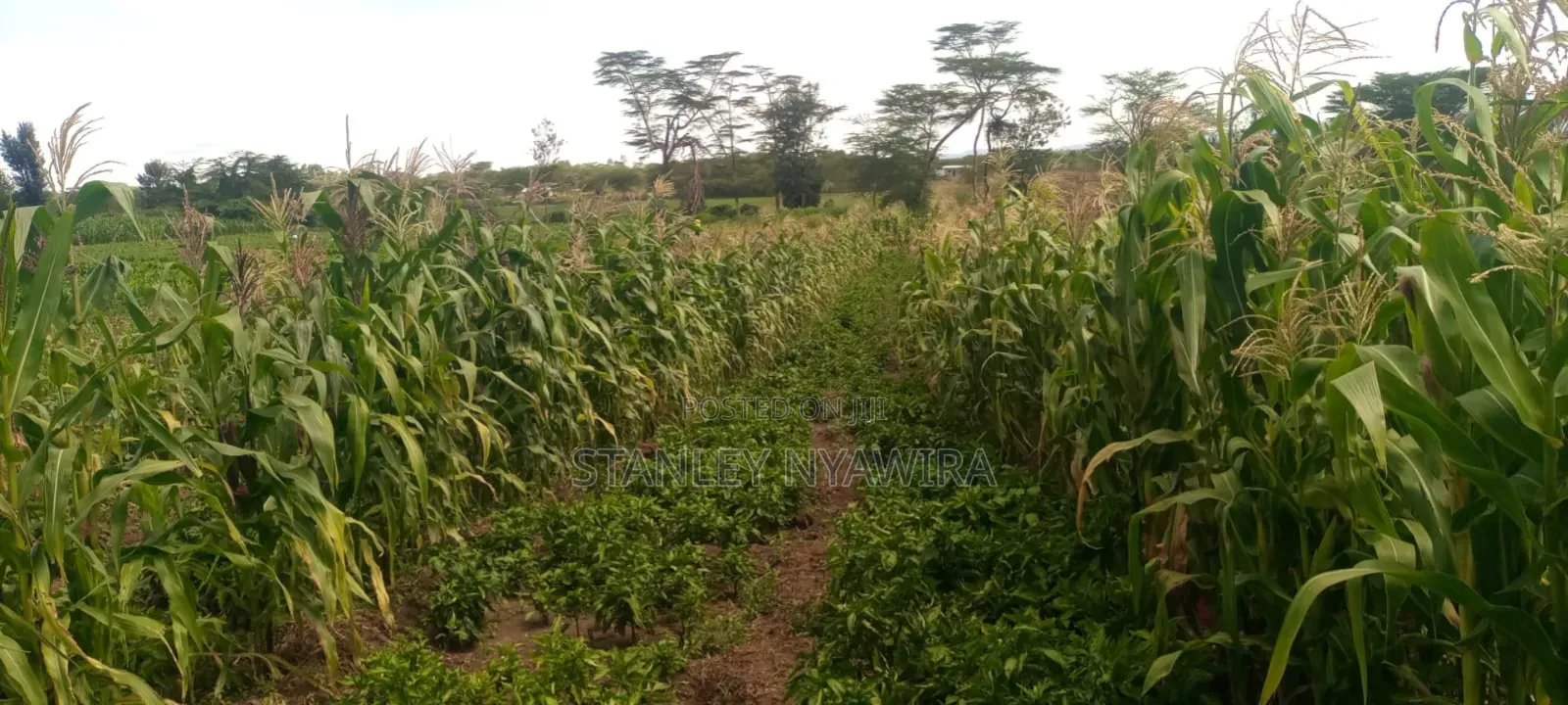 40 Acre Fronting River and Tarmac Road Nanyuki Lamuria