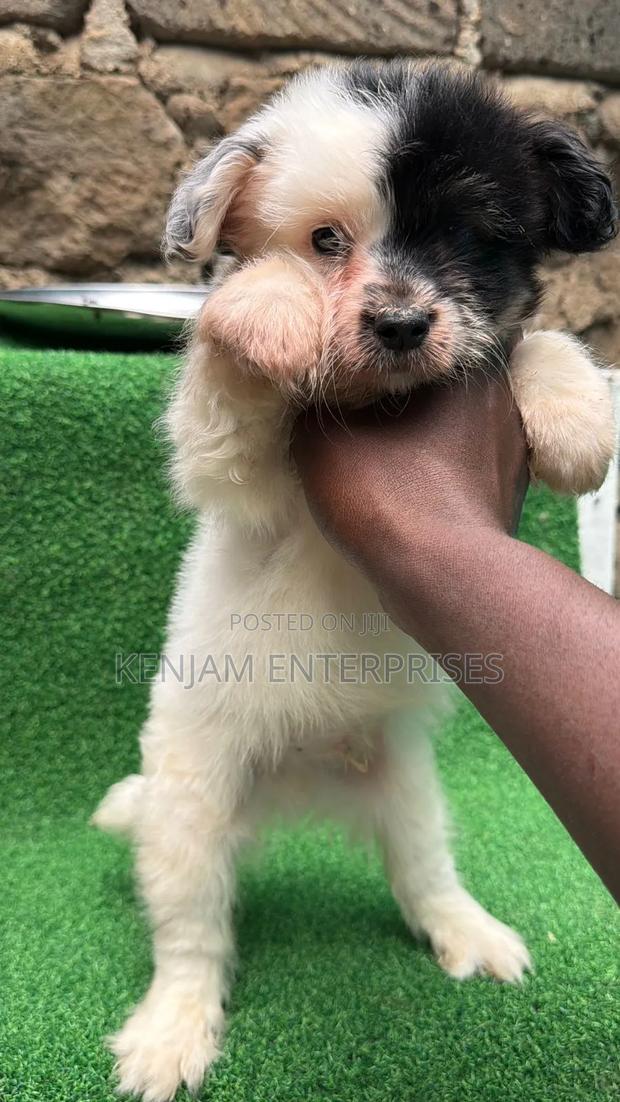 1-3 months Male Purebred Havanese