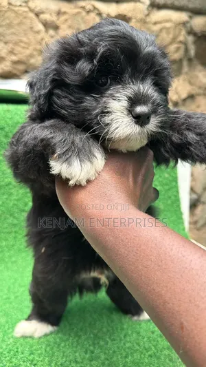 1-3 months Male Purebred Havanese