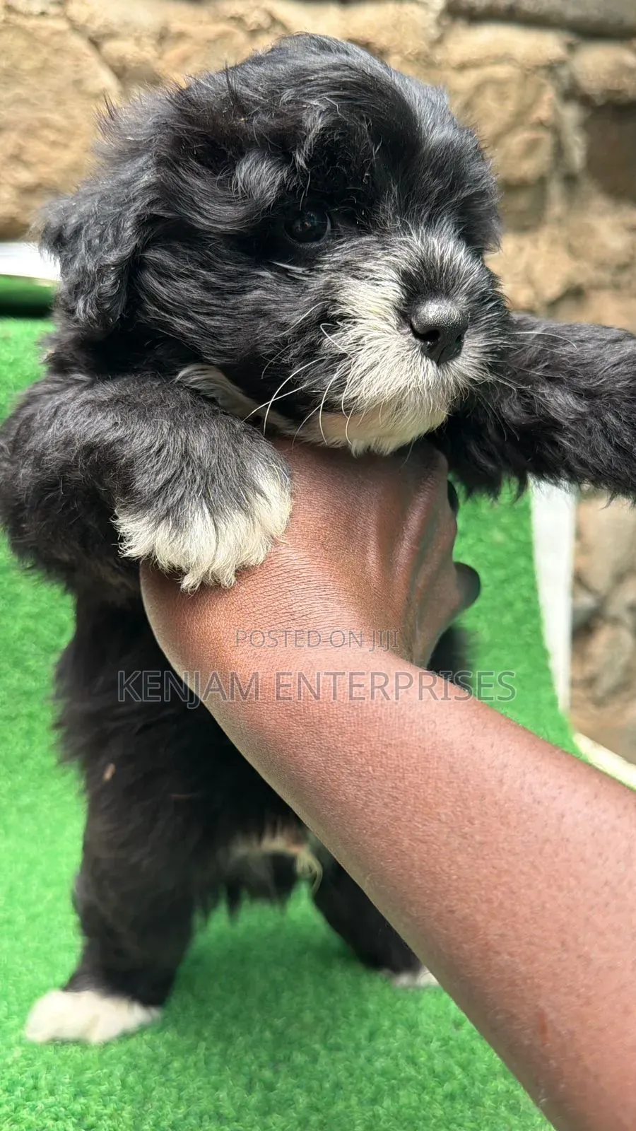 1-3 months Male Purebred Havanese