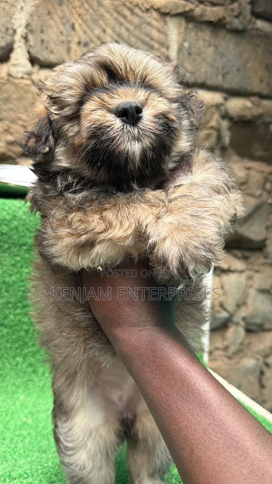 1-3 months Female Purebred Havanese