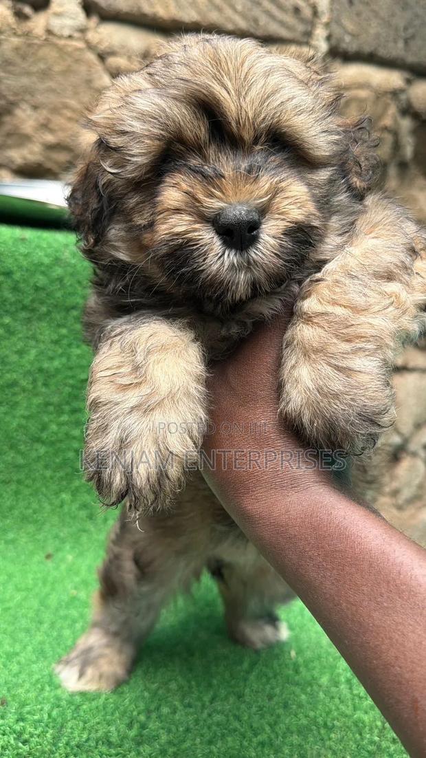 1-3 months Female Purebred Havanese - main view