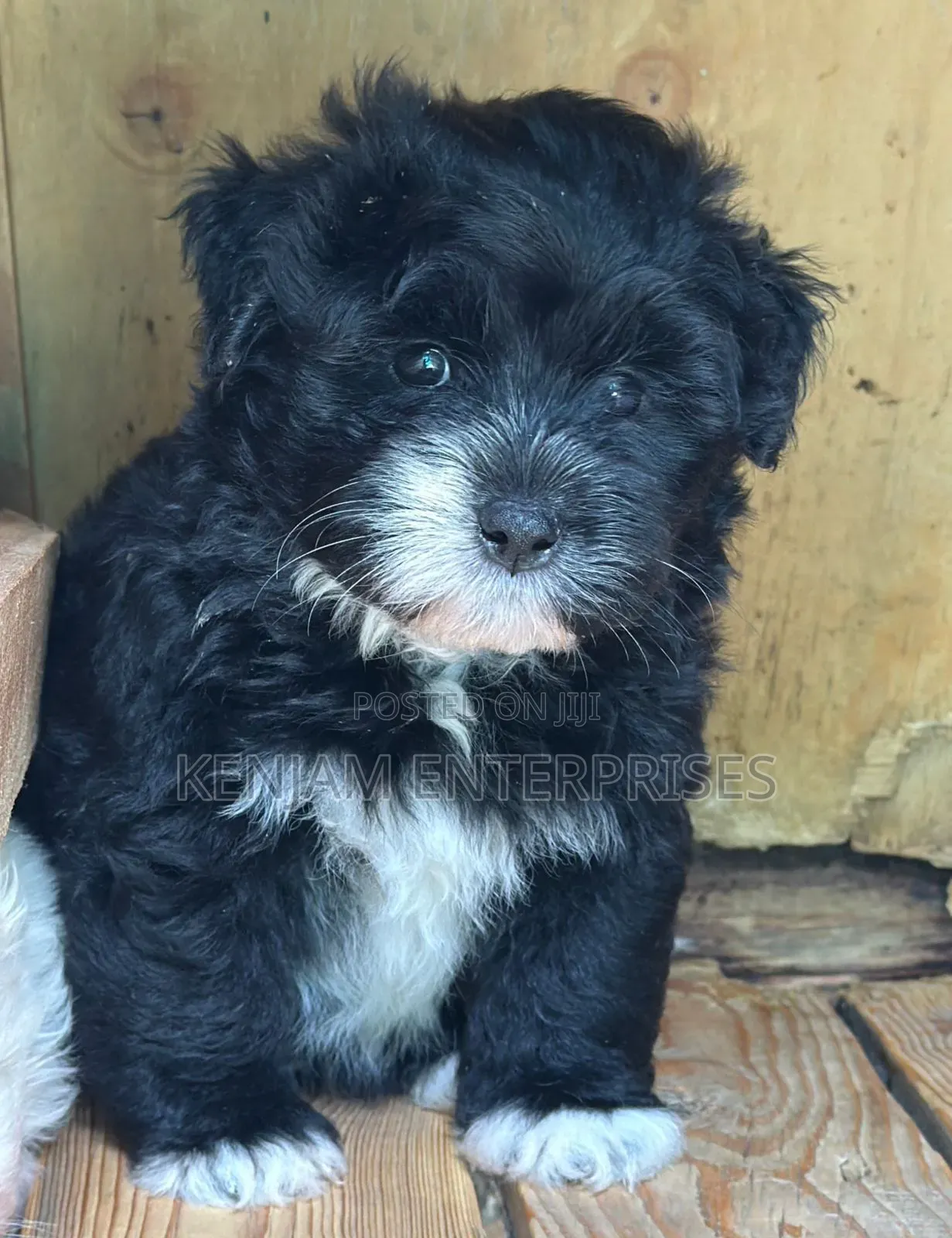 1-3 months Female Purebred Havanese