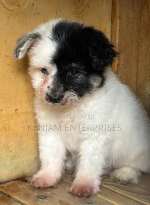 1-3 months Male Purebred Havanese