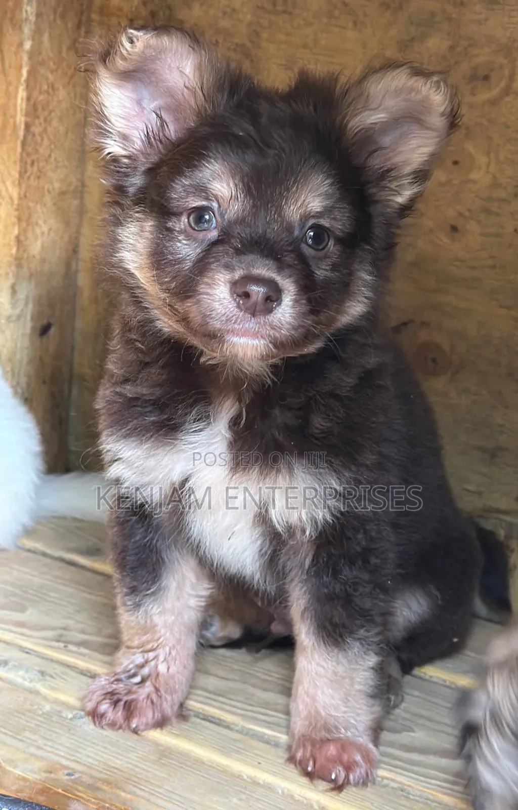 1-3 months Male Purebred Havanese