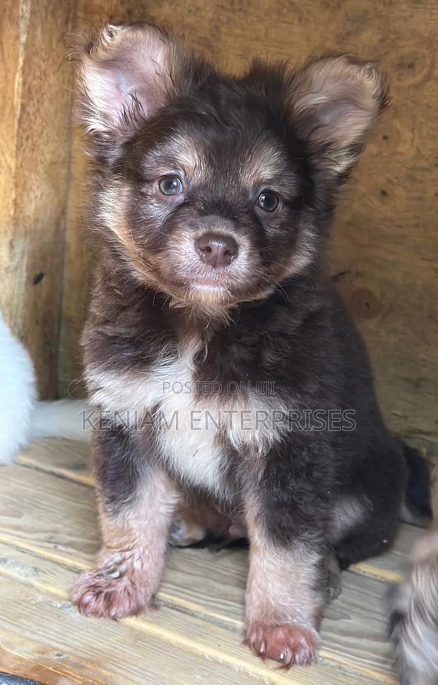 1-3 months Male Purebred Havanese