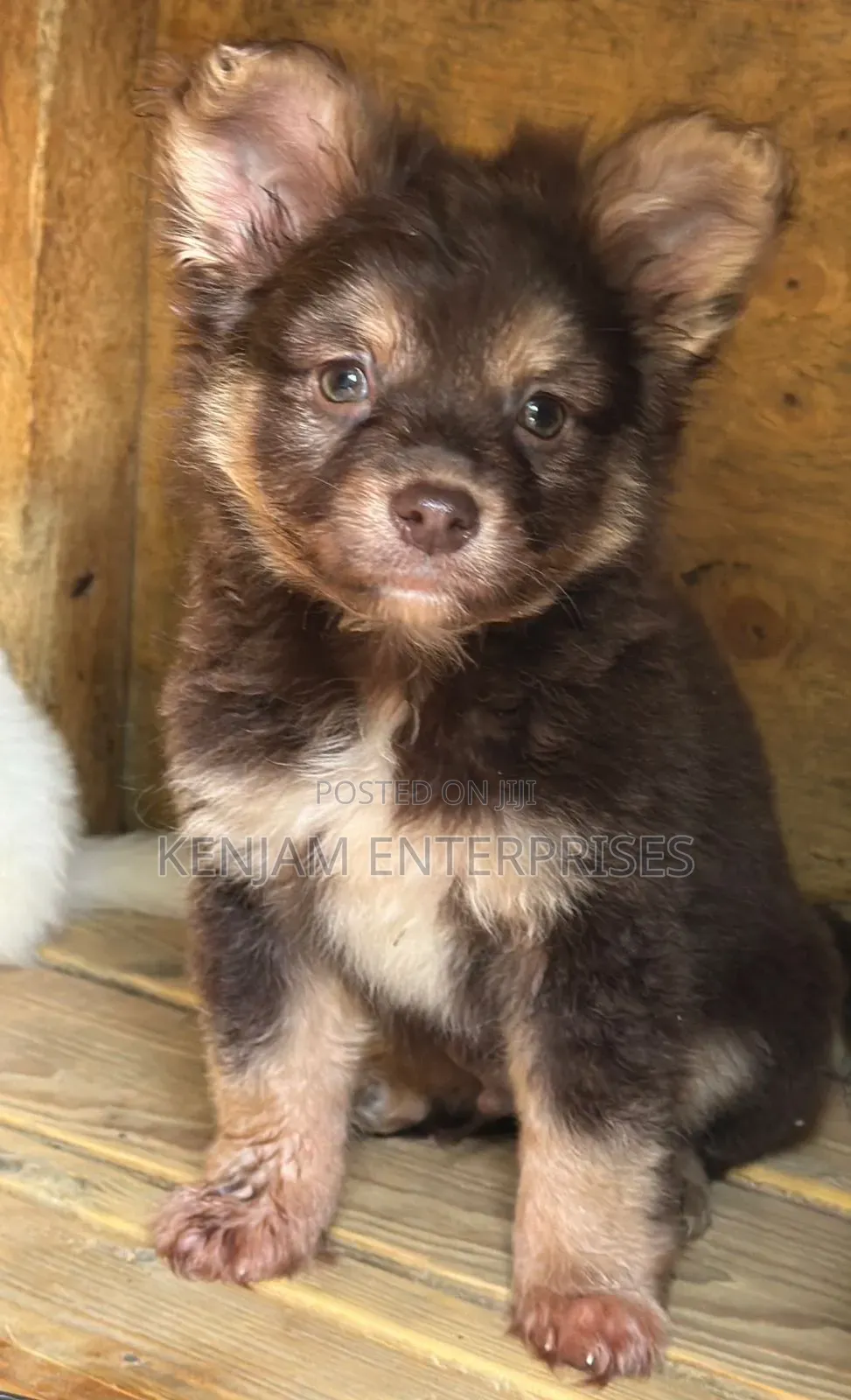 1-3 months Male Purebred Havanese