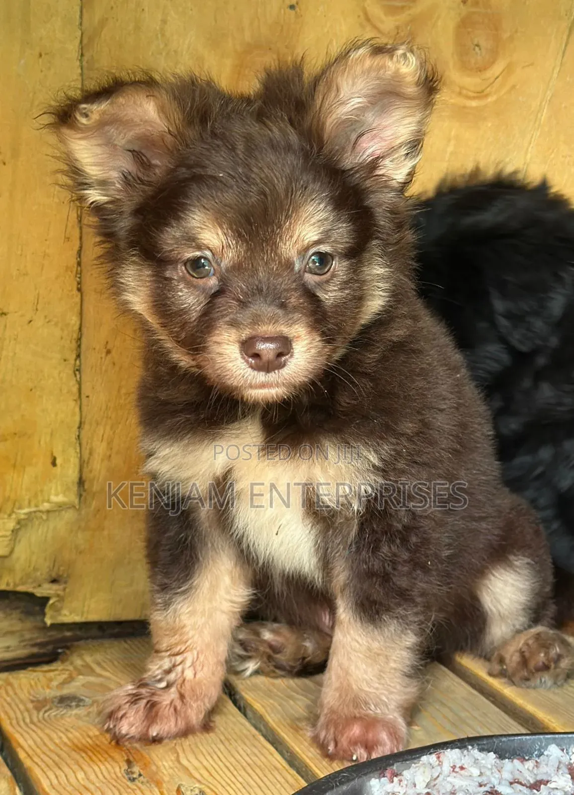 1-3 months Male Purebred Havanese