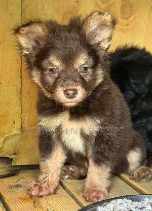 1-3 months Male Purebred Havanese