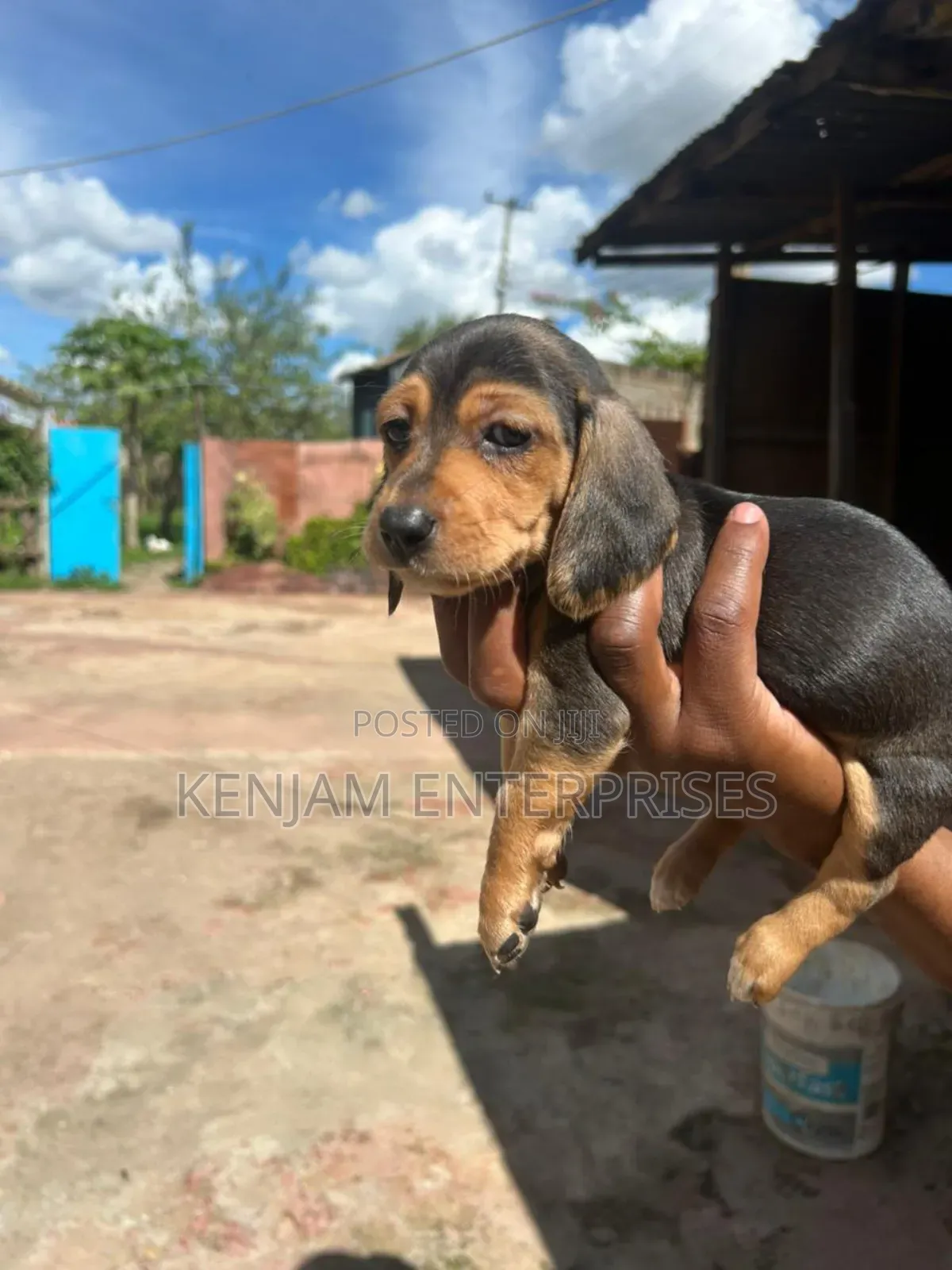 1-3 months Female Purebred Dachshund