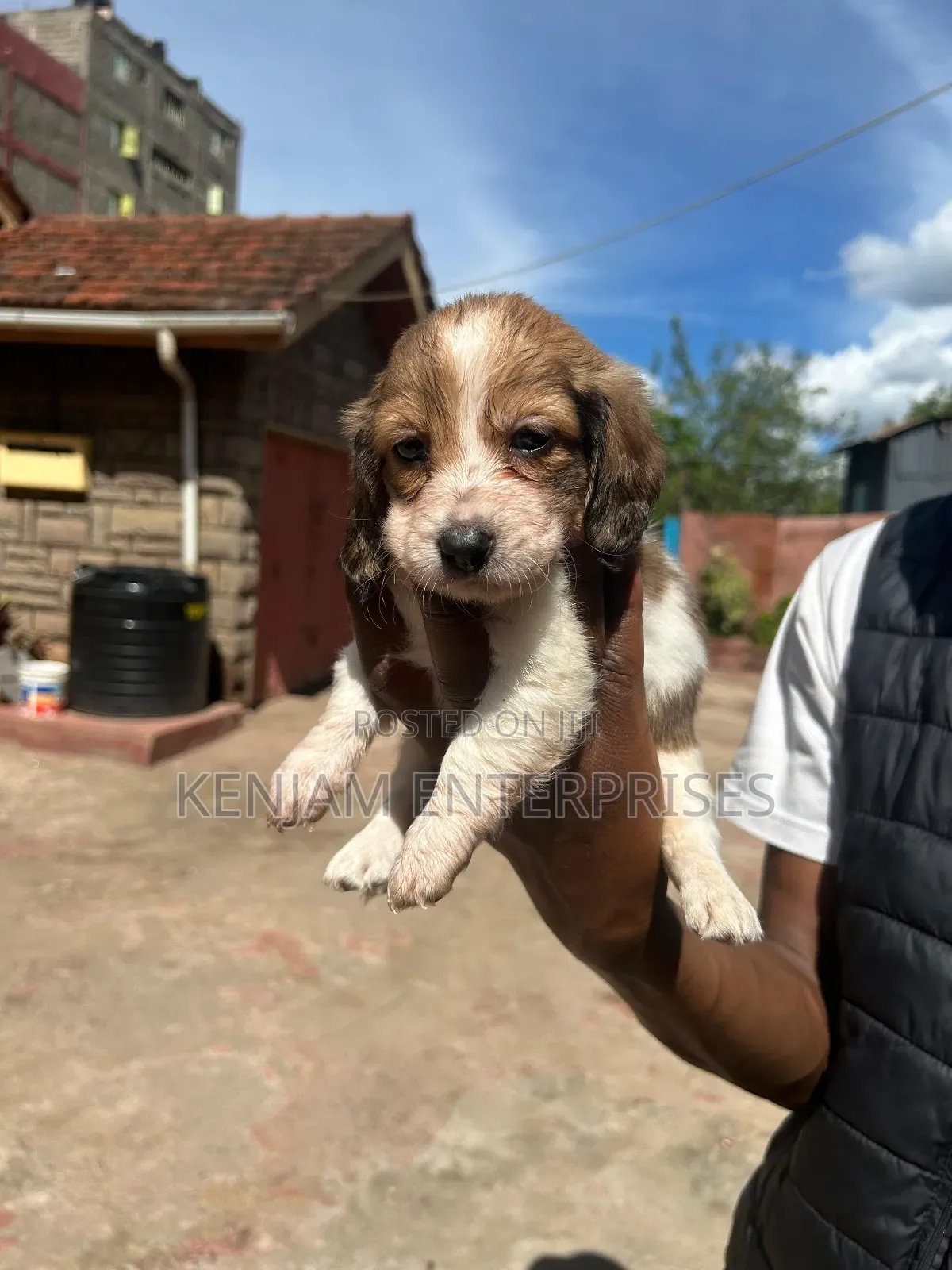 1-3 months Female Purebred Dachshund