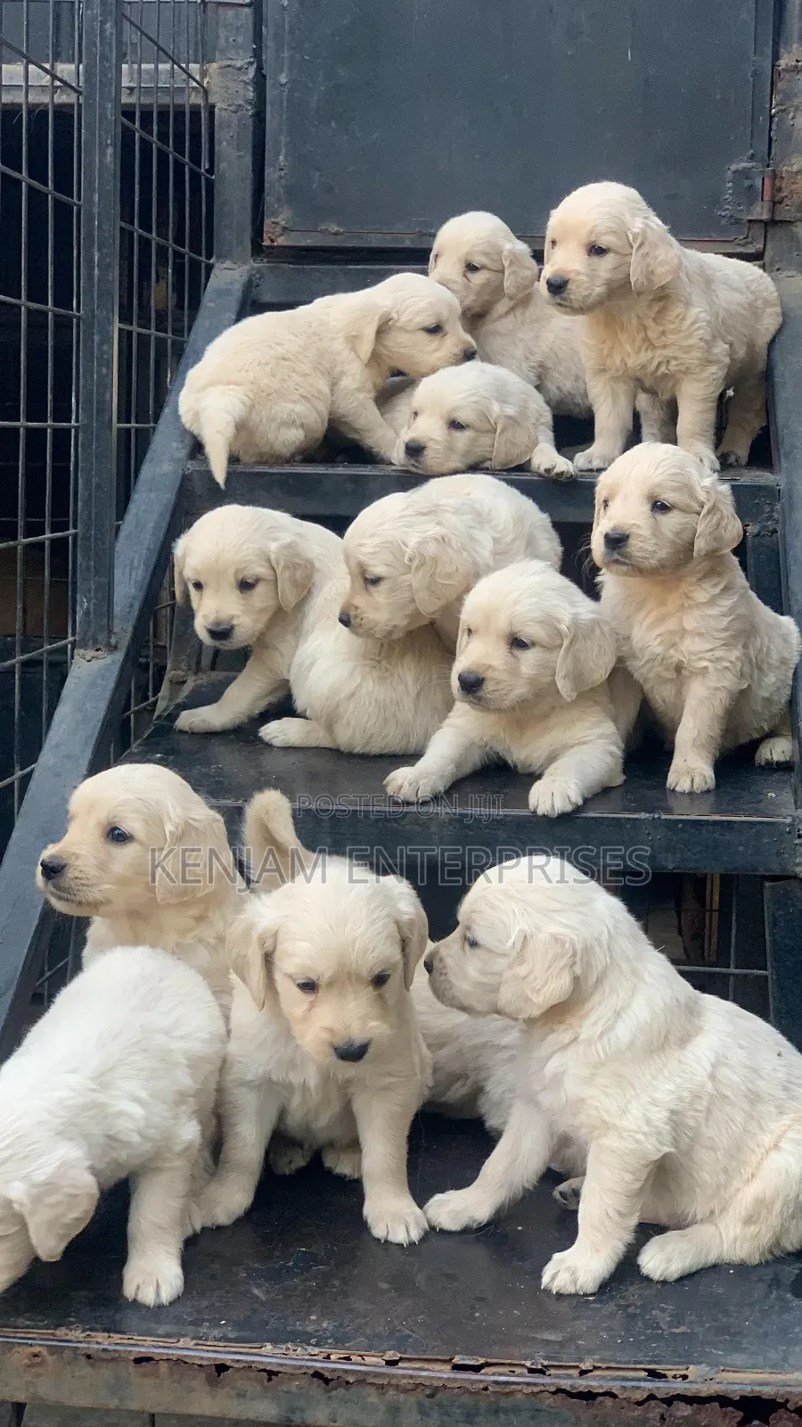 1-3 months Male Purebred Golden Retriever