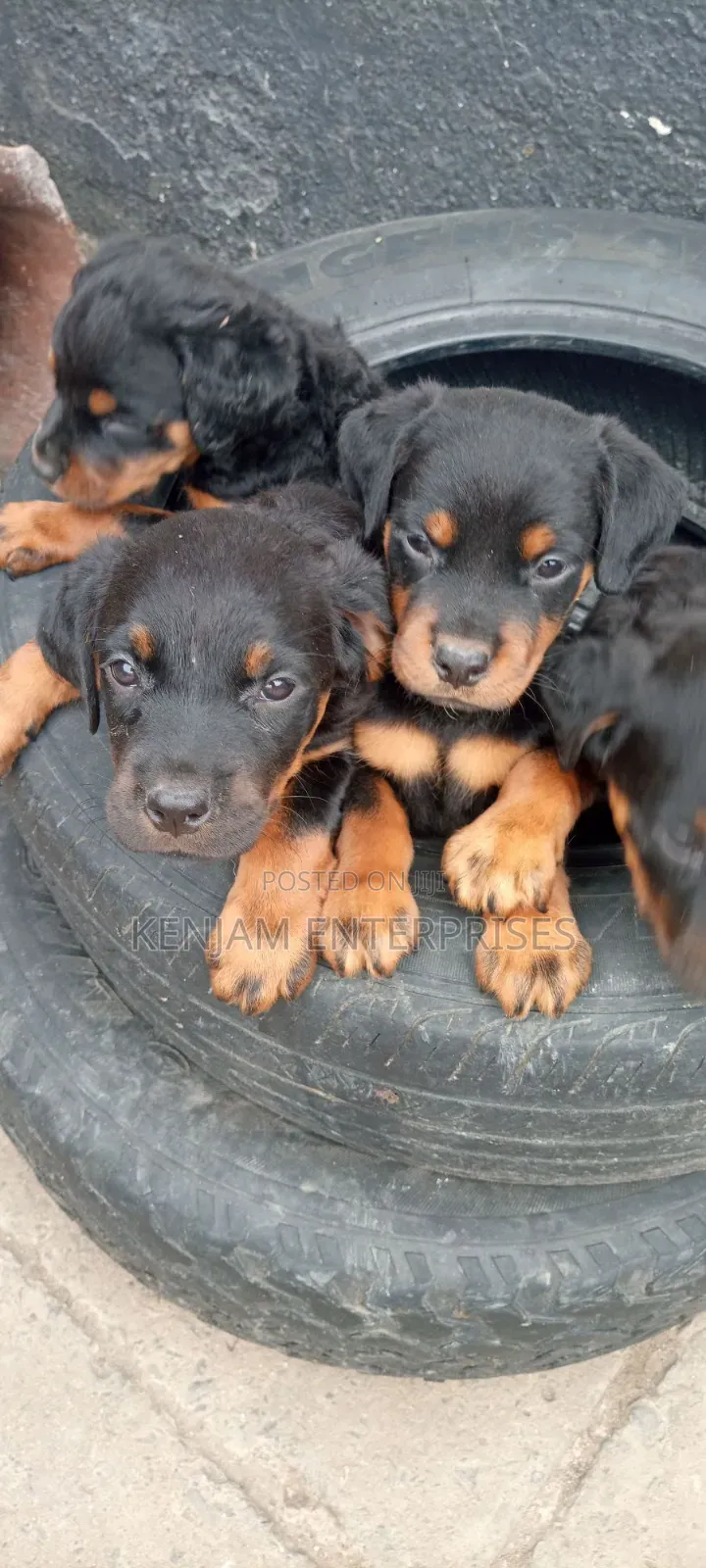 1-3 months Male Purebred Rottweiler