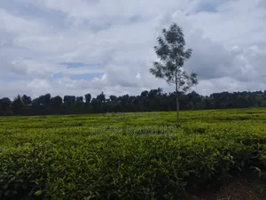 Kiambu Ngorongo Tea Farm,50 Acres Mature and Well Maintained Tea Farm