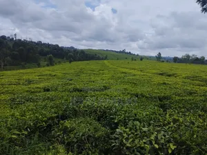 Kiambu Ngorongo Tea Farm,50 Acres Mature and Well Maintained Tea Farm