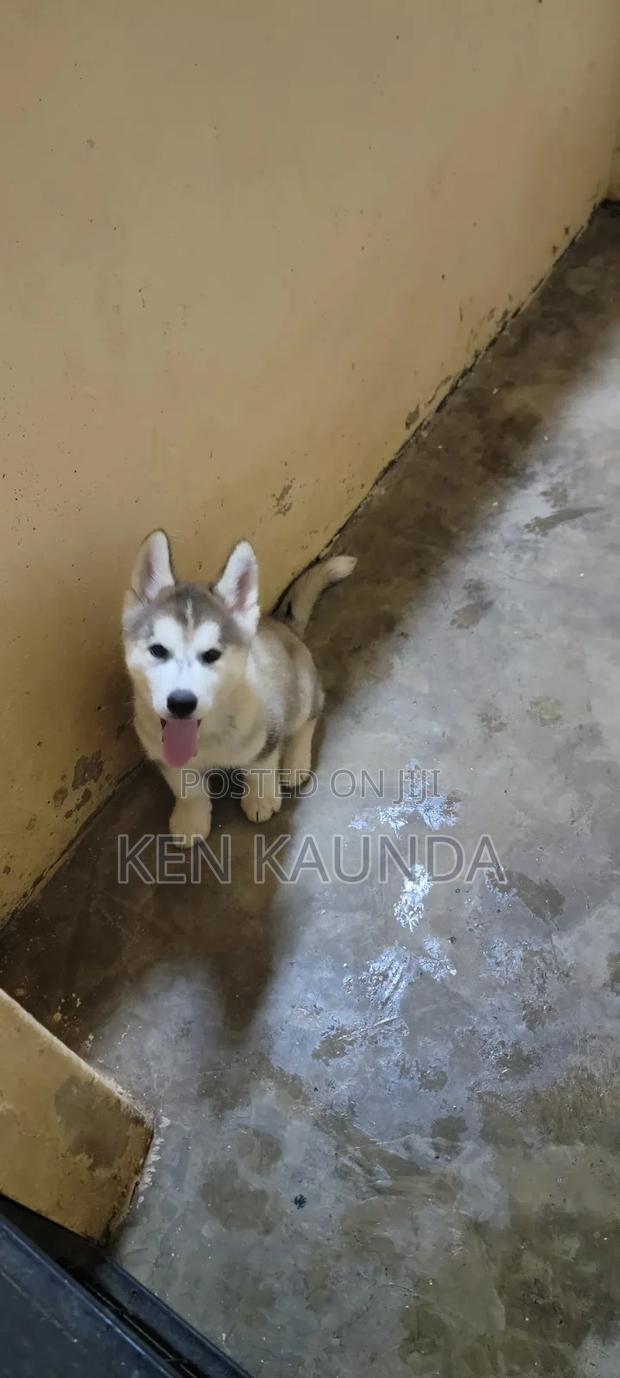 3-6 months Male Purebred Siberian Husky