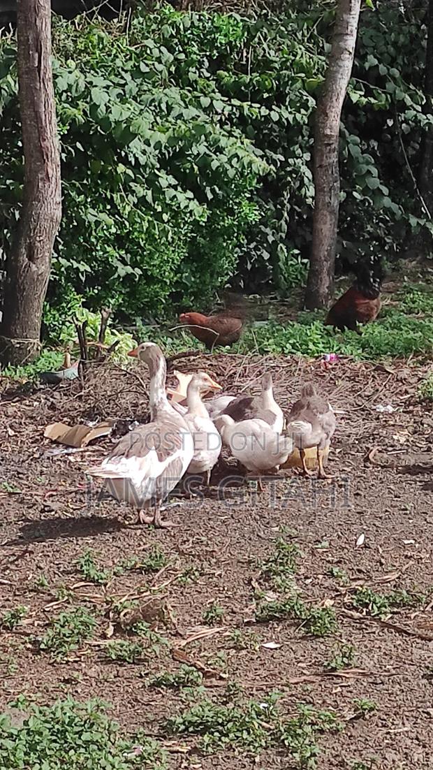 Clean Healthy Geese for Sale - main view