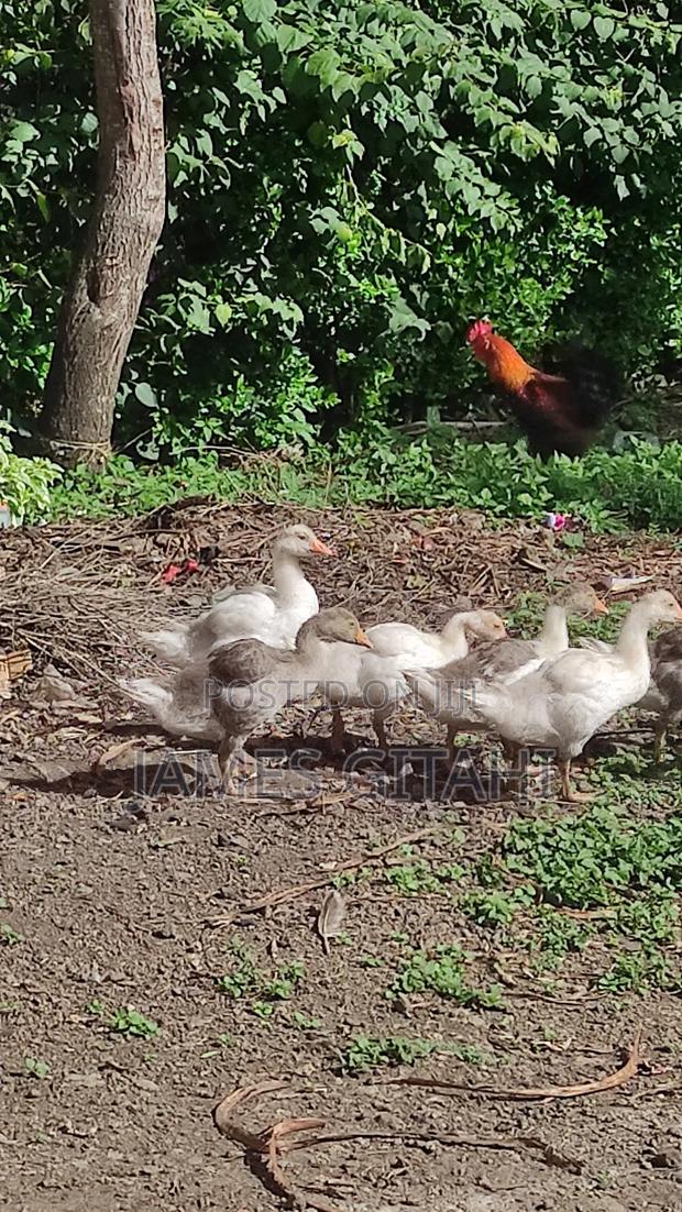 Clean Healthy Geese for Sale - thumbnail 2