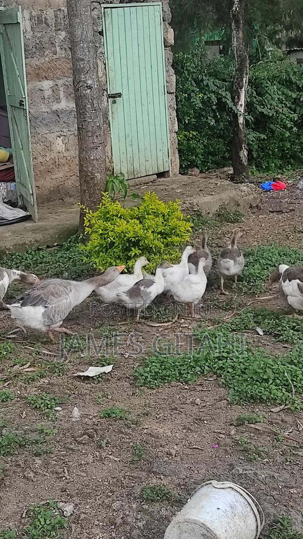 Clean Healthy Geese for Sale - thumbnail 3