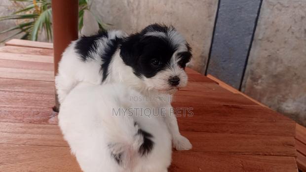 1-3 months Male Purebred Havanese - thumbnail 2