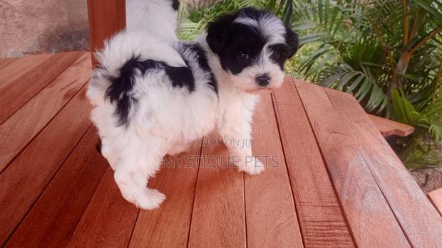 1-3 months Male Purebred Havanese