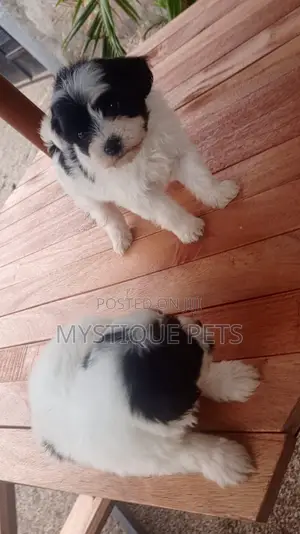 1-3 months Male Purebred Havanese