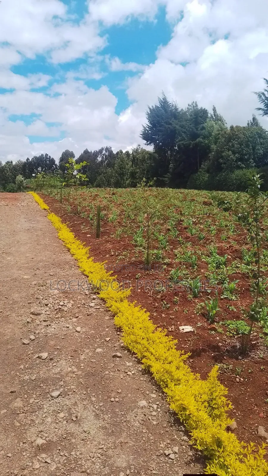 Land for Sale