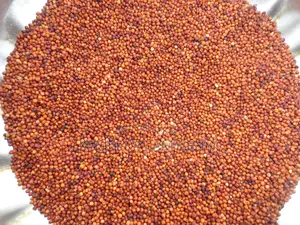 Premium Finger Millet. Clean, Fresh, Export Grade