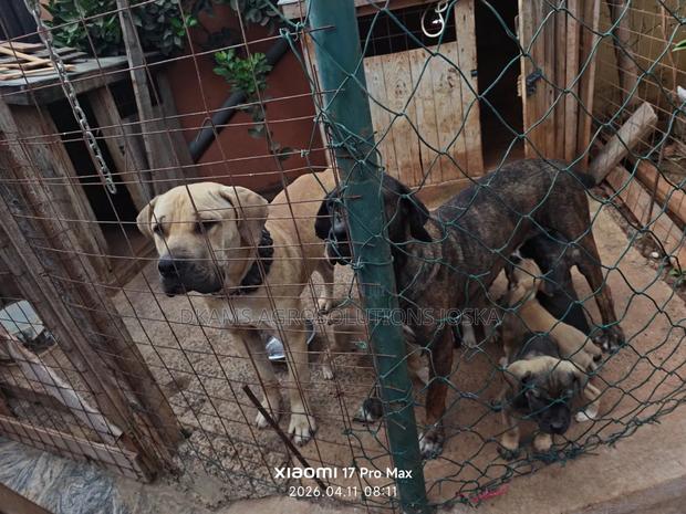 3-6 months Male Purebred Boerboel