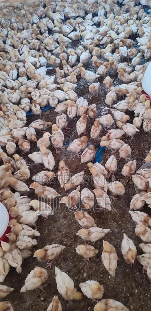 Kenchick Commercial Layers Chicks 3 Weeks Old