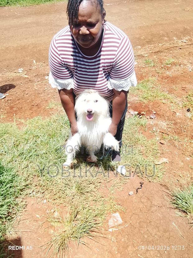 1+ year Male Mixed Breed Maltese Shih Tzu
