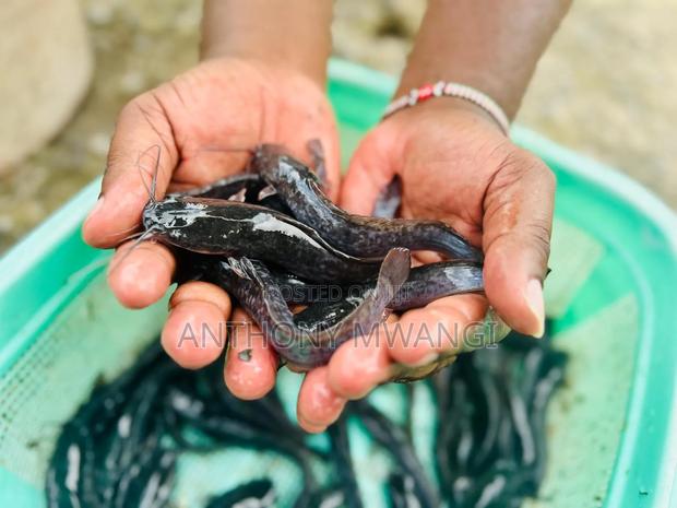 Catfish Fingerlings and Juveniles