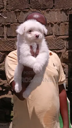 1-3 months Male Purebred Havanese