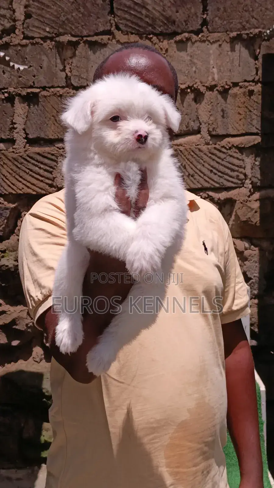 1-3 months Male Purebred Havanese