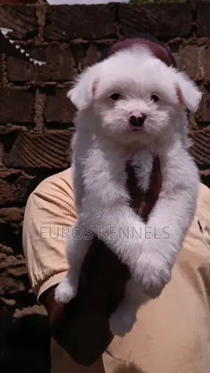 1-3 months Male Purebred Havanese