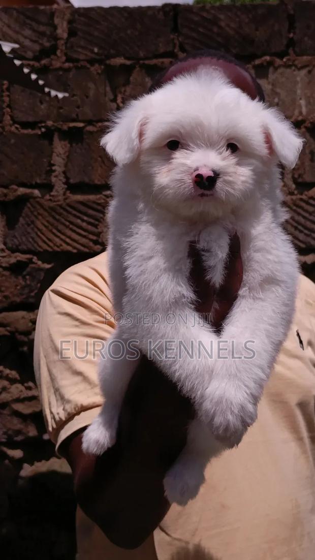 1-3 months Male Purebred Havanese - thumbnail 3
