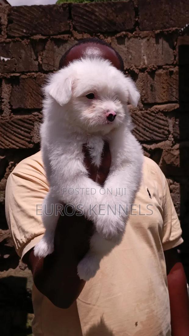 1-3 months Male Purebred Havanese - thumbnail 4