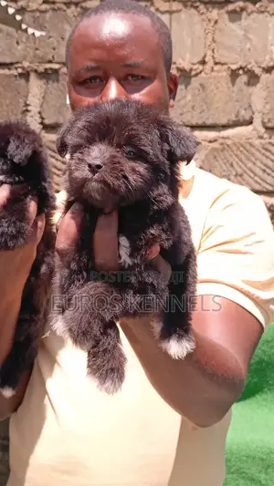 1-3 months Female Purebred Havanese