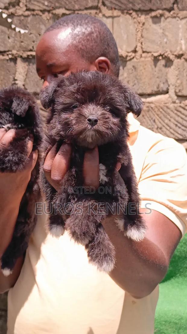 1-3 months Female Purebred Havanese - thumbnail 3