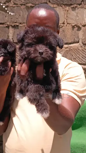 1-3 months Female Purebred Havanese