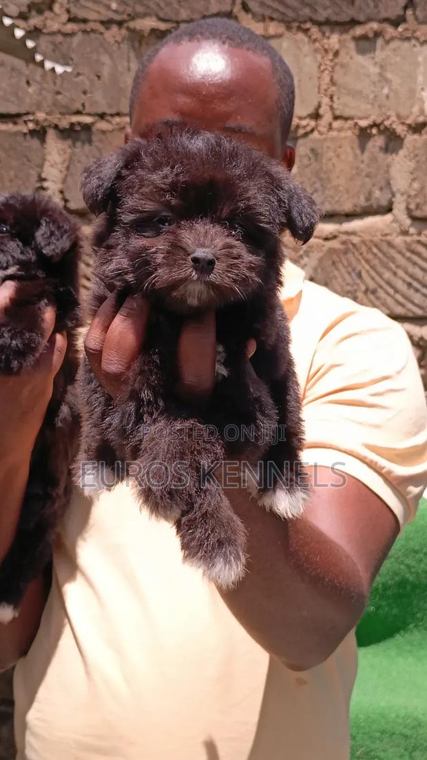 1-3 months Female Purebred Havanese - thumbnail 4
